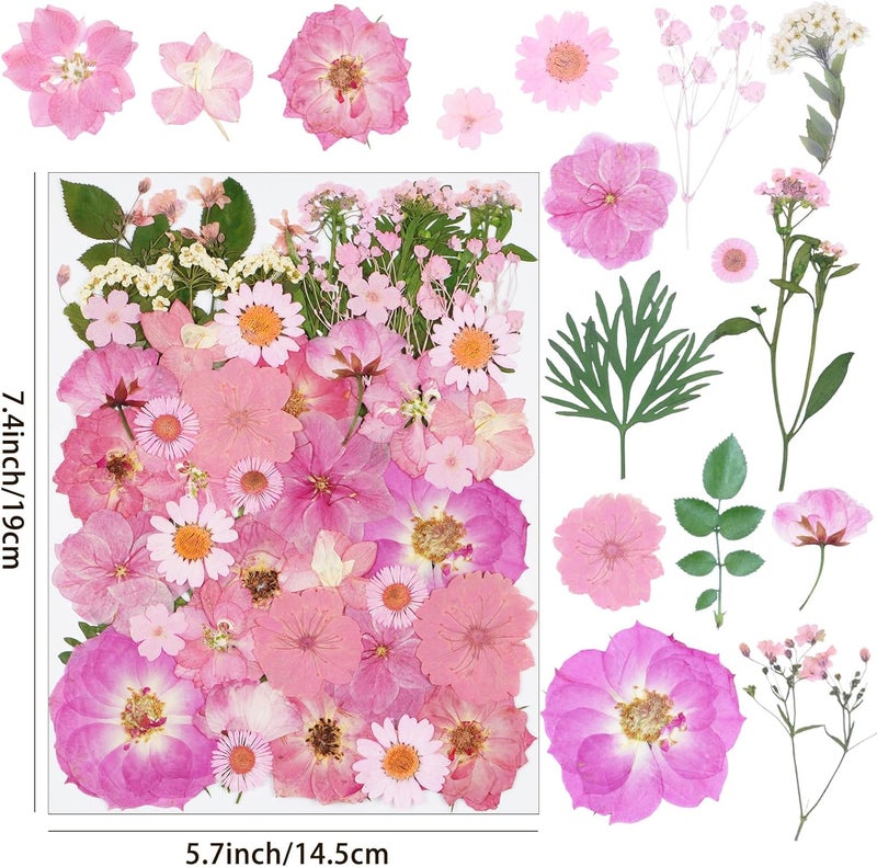 Xinxinran 50Pcs Large Pink Dried Pressed Flowers for Crafts, Dry Flowers Kit for Resin Molds,Epoxy Resin Accessories,Bookmark,Nails, Jewelry Molds,Candle Making Supplies,Soap,Frame,Cakes - Image 2